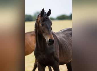 Hannoveraner, Hengst, 3 Jahre, Dunkelbrauner