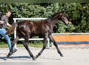 Hannoveraner, Hengst, 3 Jahre, Dunkelbrauner