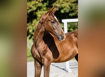 Hannoveraner, Hengst, 3 Jahre, Dunkelfuchs