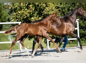 Hannoveraner, Hengst, 3 Jahre, Dunkelfuchs