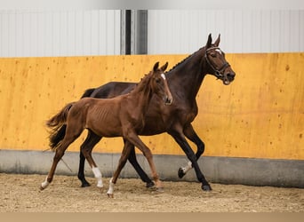 Hannoveraner, Hengst, 3 Jahre, Dunkelfuchs