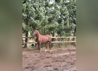 Hannoveraner, Hengst, 3 Jahre, Fuchs