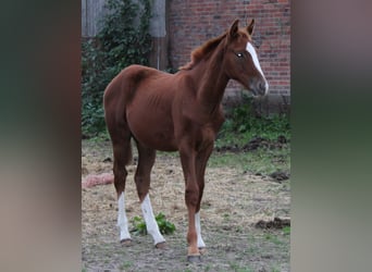 Hannoveraner, Hengst, 3 Jahre, Fuchs