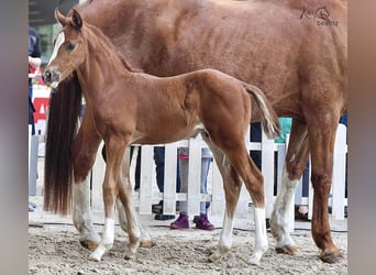 Hannoveraner, Hengst, 3 Jahre, Fuchs