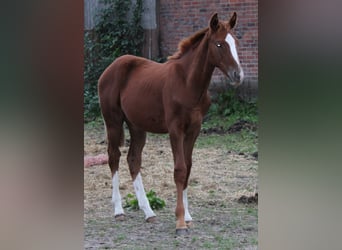 Hannoveraner, Hengst, 3 Jahre, Fuchs
