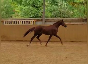 Hannoveraner, Hengst, 3 Jahre, Fuchs