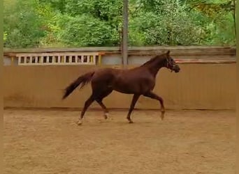 Hannoveraner, Hengst, 3 Jahre, Fuchs