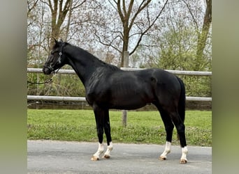 Hannoveraner, Hengst, 3 Jahre, Rappe