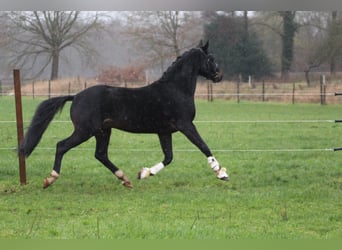 Hannoveraner, Hengst, 4 Jahre, 160 cm