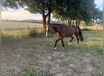 Hannoveraner, Hengst, 4 Jahre, 161 cm, Brauner