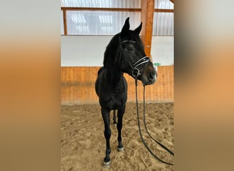 Hannoveraner, Hengst, 4 Jahre, 163 cm, Schimmel