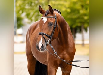 Hannoveraner, Hengst, 4 Jahre, 164 cm, Brauner
