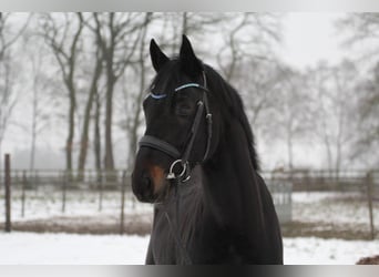 Hannoveraner, Hengst, 4 Jahre, 164 cm