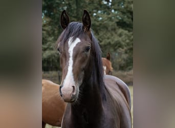 Hannoveraner, Hengst, 4 Jahre, 165 cm, Dunkelbrauner