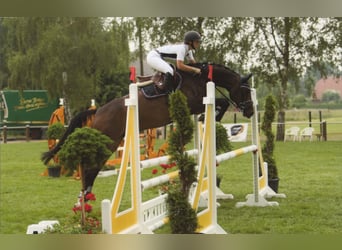 Hannoveraner, Hengst, 4 Jahre, 165 cm, Dunkelbrauner
