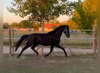 Hannoveraner, Hengst, 4 Jahre, 165 cm, Rappe