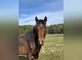 Hannoveraner, Hengst, 4 Jahre, 166 cm, Brauner