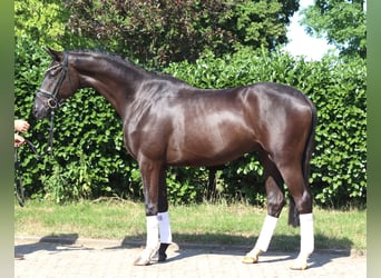 Hannoveraner, Hengst, 4 Jahre, 167 cm, Rappe