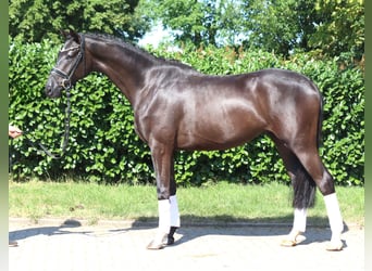 Hannoveraner, Hengst, 4 Jahre, 167 cm, Rappe