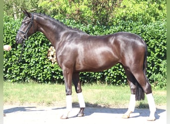 Hannoveraner, Hengst, 4 Jahre, 167 cm, Rappe