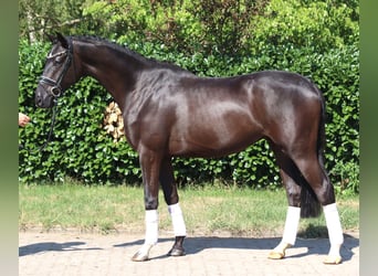 Hannoveraner, Hengst, 4 Jahre, 167 cm, Rappe