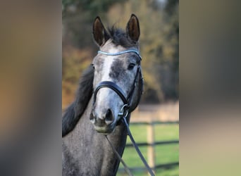 Hannoveraner, Hengst, 4 Jahre, 167 cm, Schimmel