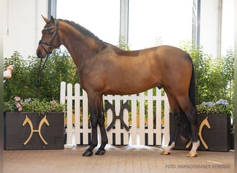 Hannoveraner, Hengst, 4 Jahre, 168 cm, Brauner