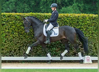 Hannoveraner, Hengst, 4 Jahre, 168 cm, Dunkelbrauner