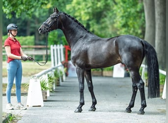 Hannoveraner, Hengst, 4 Jahre, 168 cm, Dunkelbrauner