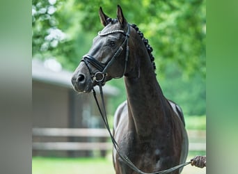 Hannoveraner, Hengst, 4 Jahre, 168 cm, Dunkelbrauner