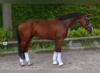 Hannoveraner, Hengst, 4 Jahre, 170 cm, Brauner