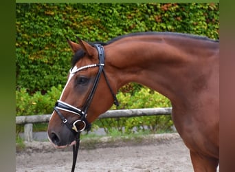 Hannoveraner, Hengst, 4 Jahre, 170 cm, Brauner