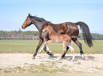 Hannoveraner, Hengst, 4 Jahre, 170 cm, Brauner