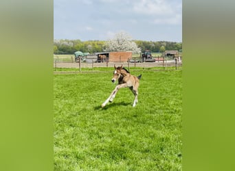 Hannoveraner, Hengst, 4 Jahre, 170 cm, Brauner