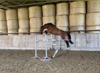 Hannoveraner, Hengst, 4 Jahre, 170 cm, Brauner