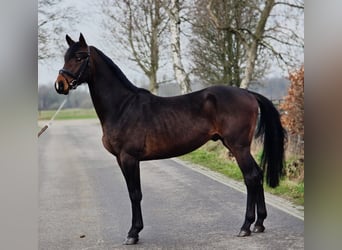 Hannoveraner, Hengst, 4 Jahre, 170 cm, Dunkelbrauner