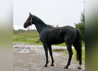 Hannoveraner, Hengst, 4 Jahre, 170 cm, Dunkelfuchs Hannoveraner, Hengst, 4 Jahre, 170 cm, Dunkelfuchs