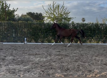 Hannoveraner, Hengst, 4 Jahre, 170 cm, Dunkelfuchs