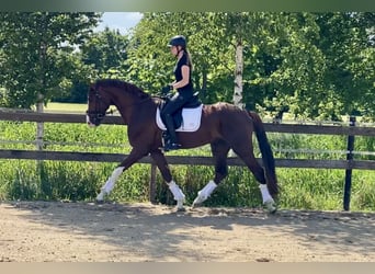 Hannoveraner, Hengst, 4 Jahre, 170 cm, Fuchs