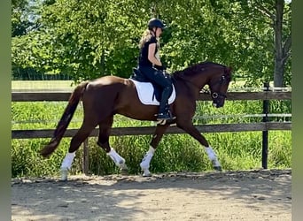 Hannoveraner, Hengst, 4 Jahre, 170 cm, Fuchs