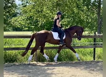 Hannoveraner, Hengst, 4 Jahre, 170 cm, Fuchs