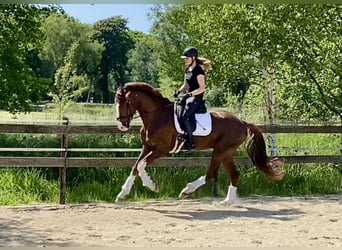 Hannoveraner, Hengst, 4 Jahre, 170 cm, Fuchs