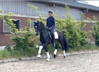 Hannoveraner, Hengst, 4 Jahre, 171 cm, Rappe