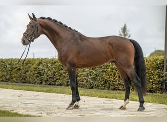 Hannoveraner, Hengst, 4 Jahre, 173 cm, Brauner