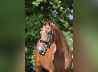 Hannoveraner, Hengst, 4 Jahre, 173 cm, Brauner
