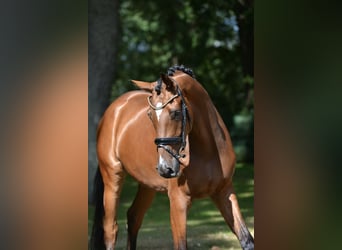 Hannoveraner, Hengst, 4 Jahre, 173 cm, Brauner