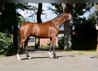 Hannoveraner, Hengst, 4 Jahre, 173 cm, Brauner
