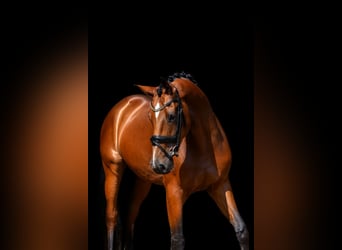 Hannoveraner, Hengst, 4 Jahre, 173 cm, Brauner