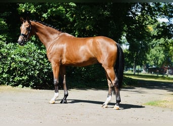 Hannoveraner, Hengst, 4 Jahre, 173 cm, Brauner