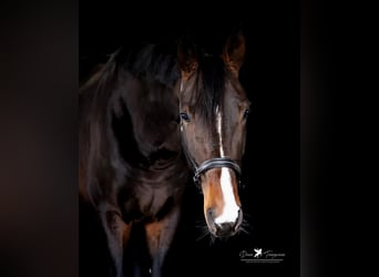 Hannoveraner, Hengst, 4 Jahre, 183 cm, Dunkelbrauner